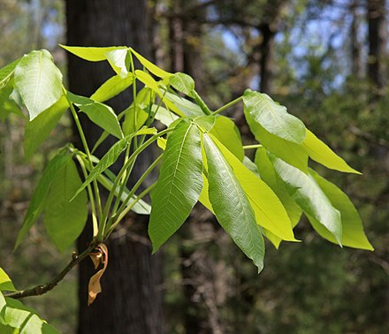 CARYA OVATA