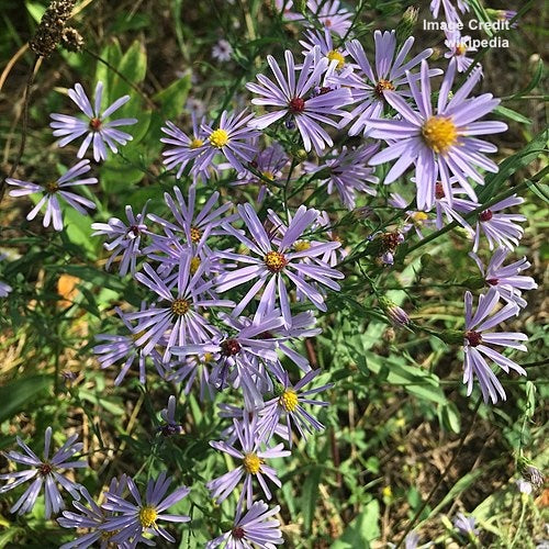 ASTER LAEVIS
