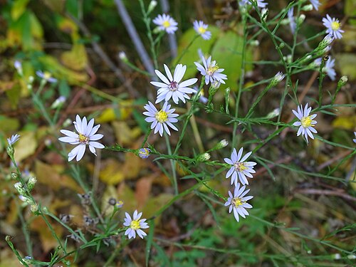 ASTER AZUREUS