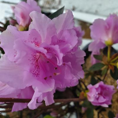 AZALEA `ELSIE LEE`