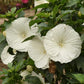 HIBISCUS `MARSHMALLOW MOON`