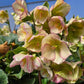 HELLEBORUS HGC® ICE N` ROSES® `PICOTEE`