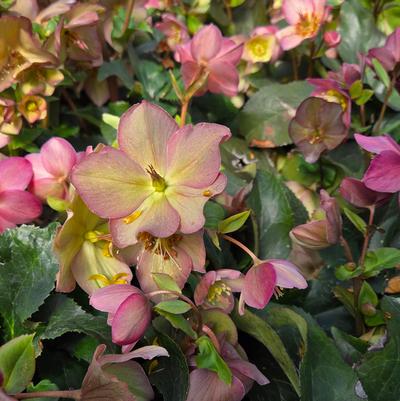 HELLEBORUS HGC® ICE N` ROSES®`ROSE`