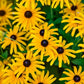 RUDBECKIA `TREASURE TROVE`