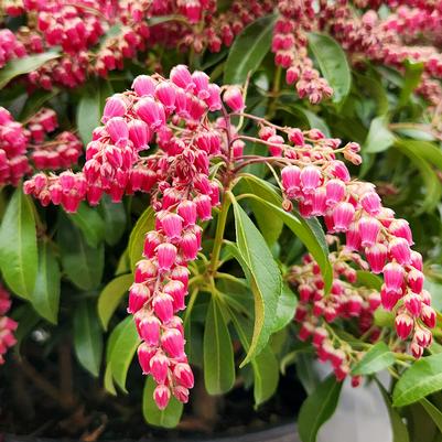 PIERIS JAPONICA `PASSION`