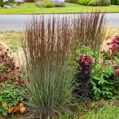 SCHIZACHYRIUM SCOPARIUM `CINNAMON STICKS`