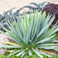 YUCCA X `DRAGON SLAYER`