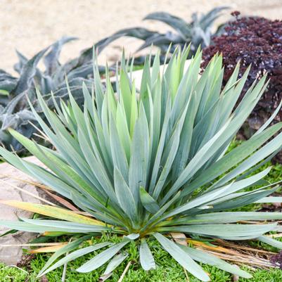 YUCCA X `DRAGON SLAYER`
