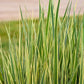 PANICUM PRAIRIE WINDS `SWITCHEROO`-Switchgrass