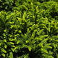 CRYPTOMERIA JAPONICA `DRAGON WARRIOR`-Japanese Cedar; Sugi
