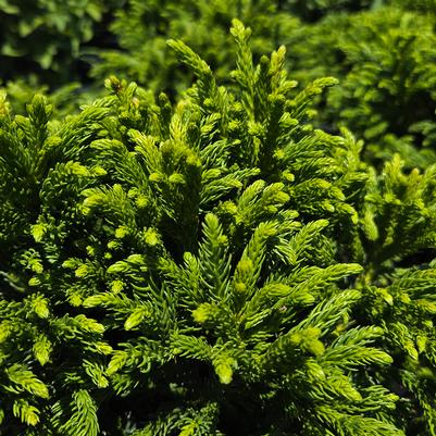 CRYPTOMERIA JAPONICA `DRAGON WARRIOR`-Japanese cedar