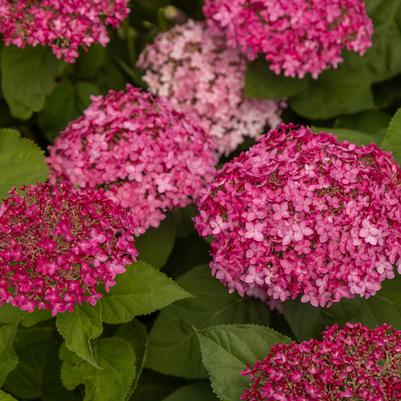 HYDRANGEA ARB. `DREAMSCAPE`-Dreamscape smooth hydrangea