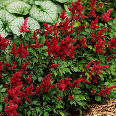 ASTILBE ARENDSII `FANAL`