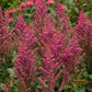 ASTILBE CHINENSIS `VISIONS IN RED`