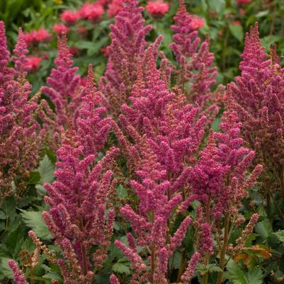 ASTILBE CHINENSIS `VISIONS IN RED`