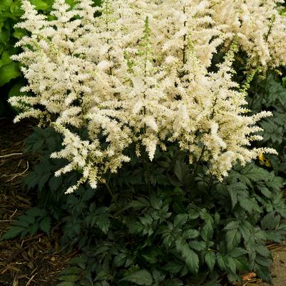 ASTILBE CHINENSIS `VISIONS IN WHITE`