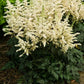 ASTILBE CHINENSIS `VISIONS IN WHITE`