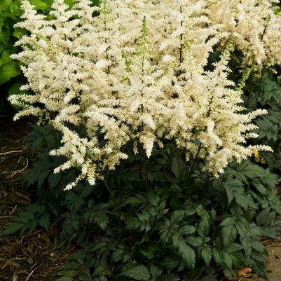 ASTILBE CHINENSIS `VISIONS IN WHITE`