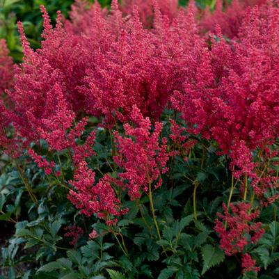 ASTILBE `MONTGOMERY`