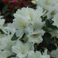 AZALEA `DELAWARE VALLEY WHITE`