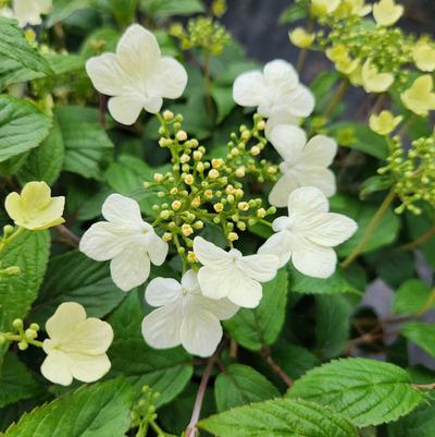VIBURNUM pl tom Mariesii-Doublefile viburnum
