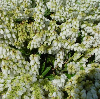 PIERIS JAPONICA `CAVATINE`