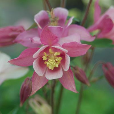 AQUILEGIA `BIEDERMEIR`