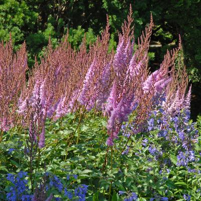 ASTILBE CHINENSIS `PURPLE CANDLES`