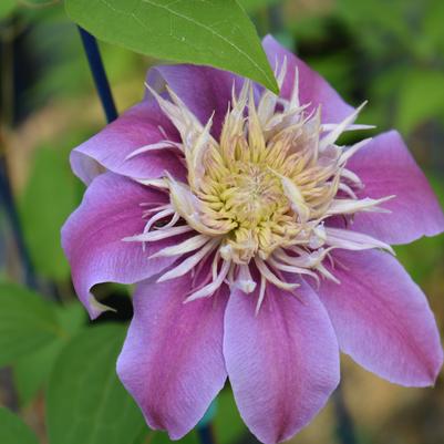 CLEMATIS `JOSEPHINE`