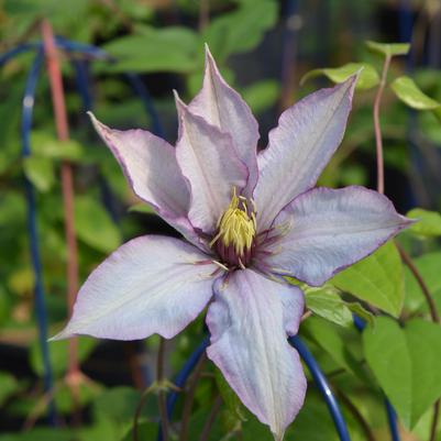 CLEMATIS `SAMARITAN JO` (MUST SLEEVE)