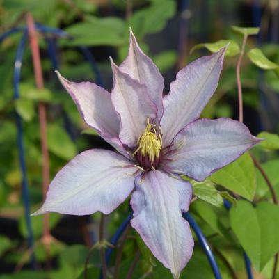 CLEMATIS `SAMARITAN JO`