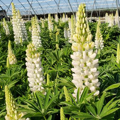 LUPINUS `NOBLE MAIDEN`