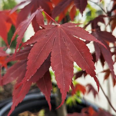 ACER pal. Bloodgood-Japanese maple