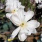 MAGNOLIA STELLATA `ROYAL STAR`