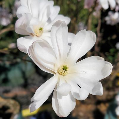 MAGNOLIA STELLATA `ROYAL STAR`