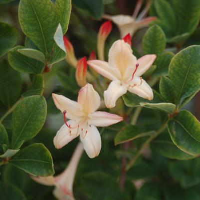 AZALEA VISCOSUM `LEMON DROP`