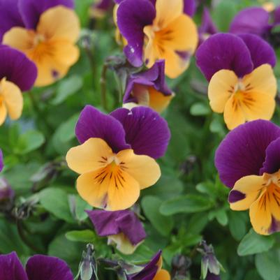 VIOLA `PENNY ORANGE JUMP-UP`