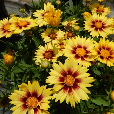 COREOPSIS LI`L BANG `ENCHANTED EVE`