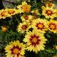 COREOPSIS LI`L BANG `ENCHANTED EVE`