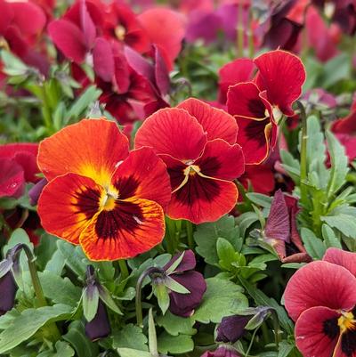 VIOLA `PENNY RED BLOTCH`