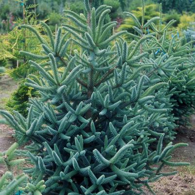 ABIES KOREANA `HORSTMANN`S SILBERLOCKE`
