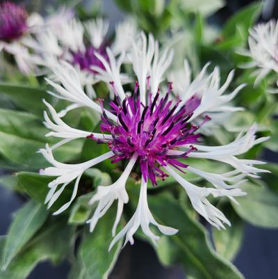 CENTAUREA `AMETHYST IN SNOW`