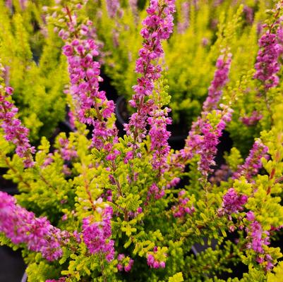 CALLUNA VULGARIS `FIREFLY`