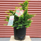 CHAMAECYPARIS OBTUSA `FERNSPRAY GOLD`