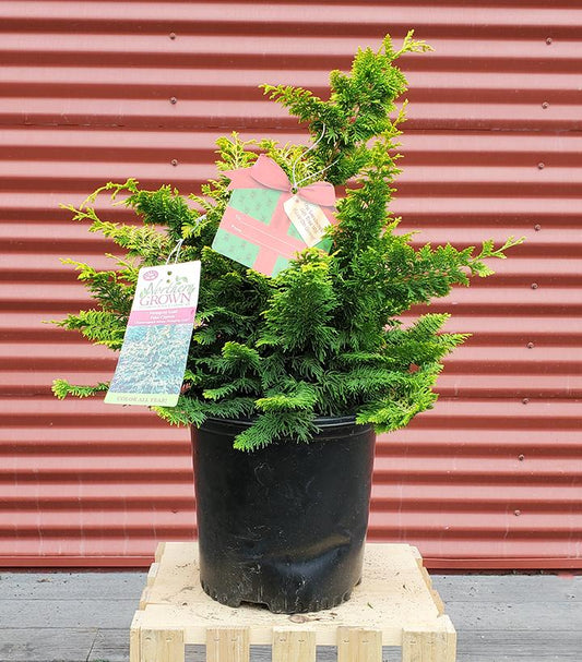 CHAMAECYPARIS OBTUSA `FERNSPRAY GOLD`