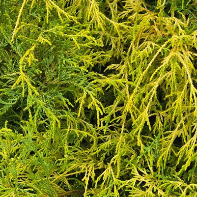 CHAMAECYPARIS.pisifera 'Filifera Aurea-Sawara cypress