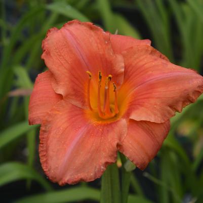 HEMEROCALLIS `SOUTH SEAS`