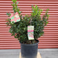 ILEX X MESERVEAE `BLUE PRINCESS`