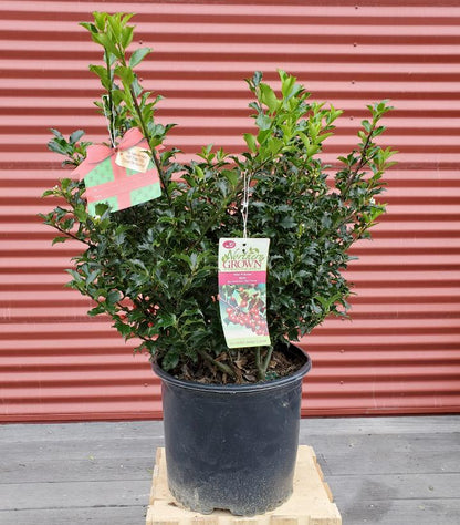 ILEX X MESERVEAE `BLUE PRINCESS`