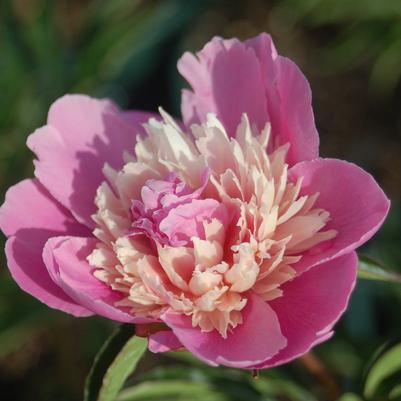 PAEONIA LACTIFLORA `MME. EMILE DEBATENE`